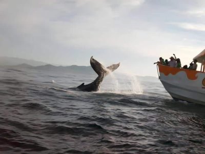 avistamiento-de-ballenas-puerto-vallarta