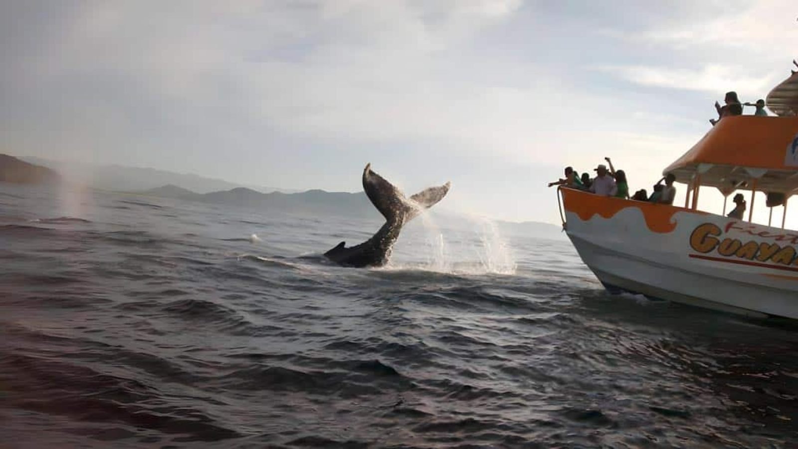 avistamiento-de-ballenas-puerto-vallarta