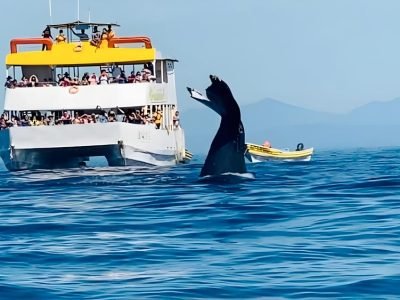 avistamiento-de-ballenas