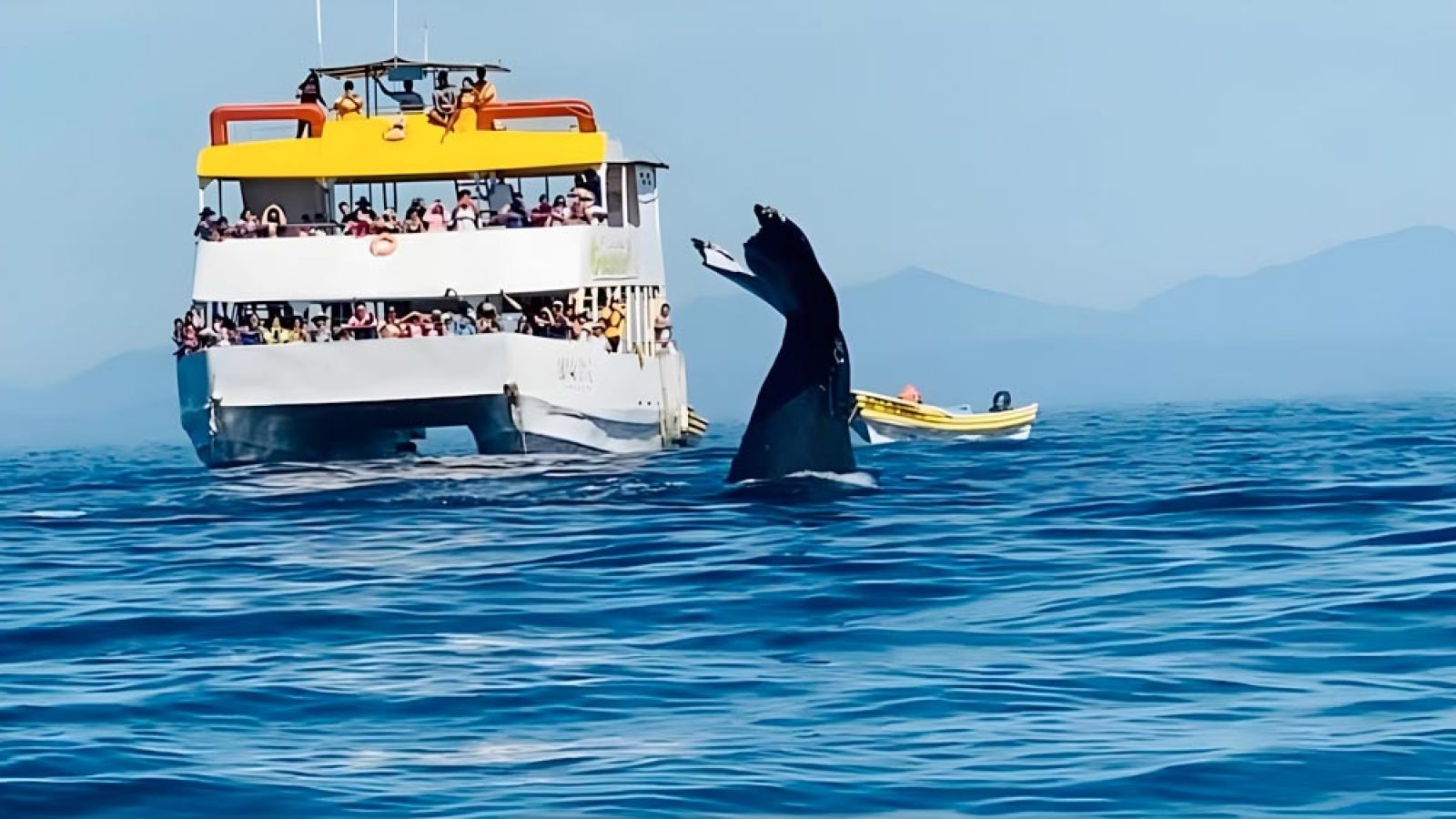 avistamiento-de-ballenas