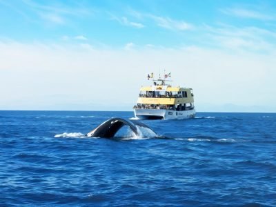 puerto-vallarta-whale-watching