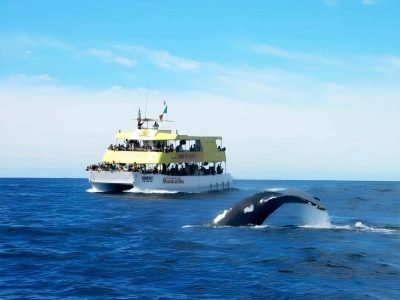 puerto-vallarta-whale-watching-tours