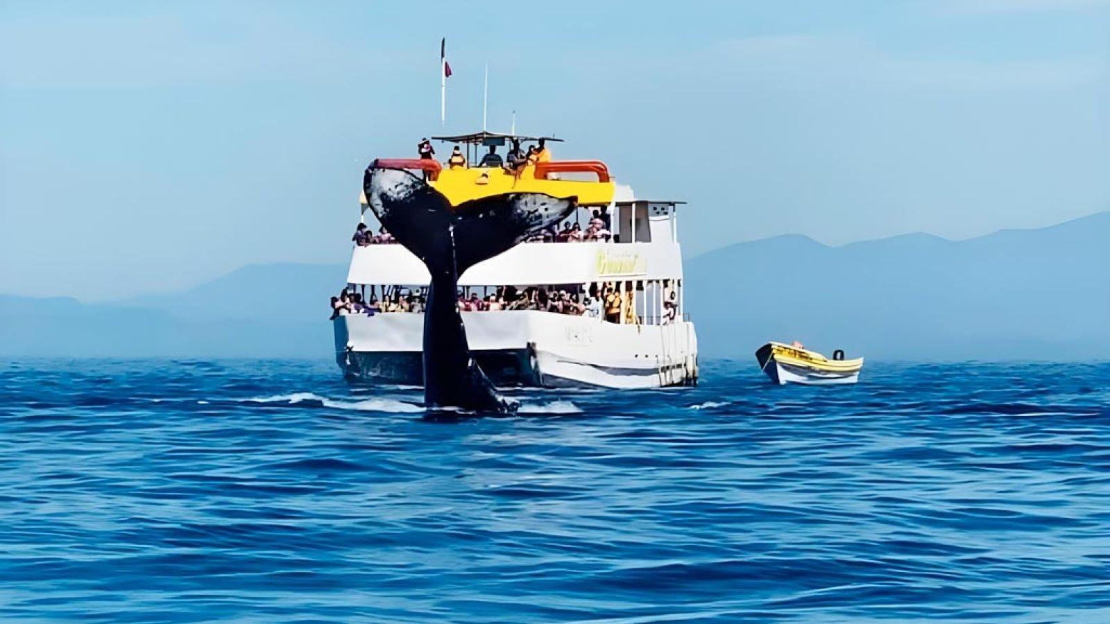 tour-avistamiento-de-ballenas-en-puerto-vallarta