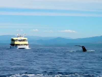 tour-de-ballenas-en-puerto-vallarta