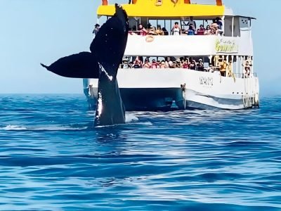 whale-watching-tours-puerto-vallarta