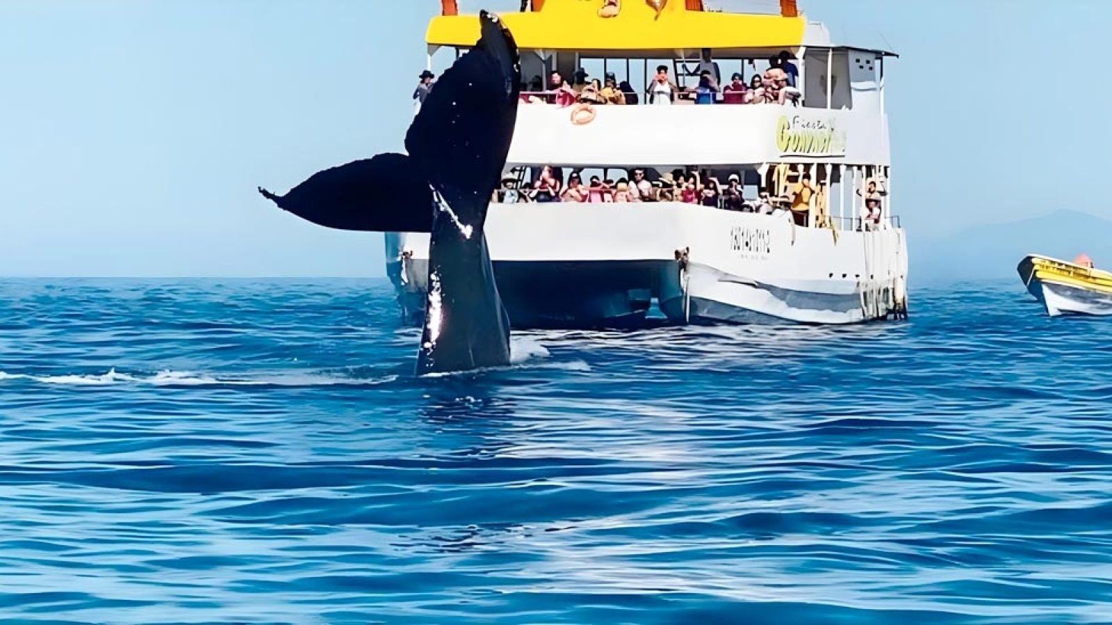 whale-watching-tours-puerto-vallarta
